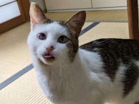 舌しまい忘れてますよ～　イエローの瞳がチャームポイントの雑種猫「慎吾」