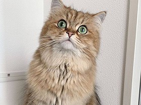 もうすぐ、もうすぐ、おやつタイム　チンチラゴールデン「タム」