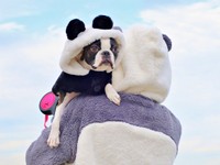 飼い主さんに抱っこされるチャビィくん（画像提供：チャビィ Chabyさん）