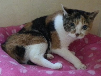 最高齢は２４歳「みー」　ペットホームで愛される高齢猫たち