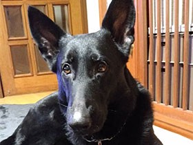 りりしさと、あどけなさ　ギャップが魅力のシェパード「十兵衛」