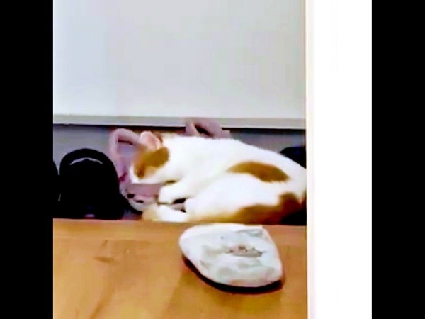 飼い主さんの友人の靴上にのってくつろぐもち丸くん（画像提供：も＆もちもなさん）