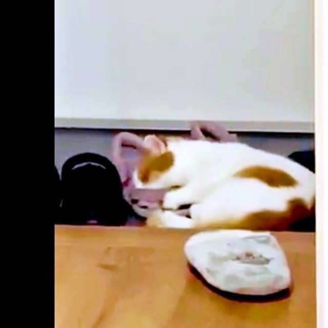 飼い主さんの友人の靴上にのってくつろぐもち丸くん（画像提供：も＆もちもなさん）