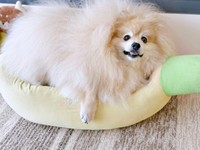 「一緒に寝よう？」 飼い主さんを誘うぽめおくん（画像提供：妖（よう）さん）
