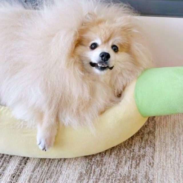 「一緒に寝よう？」 飼い主さんを誘うぽめおくん（画像提供：妖（よう）さん）