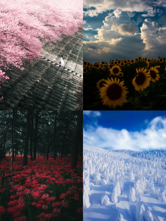 はるはらさんが撮影した写真たち。才能はたしかに引き継がれている（はるはらさん提供）