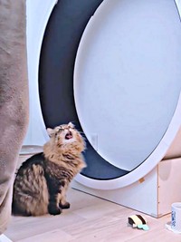 動画から2日後、ルームランナーを歩くと駆け寄って自分も歩くようになったヤマネコくん（画像提供：ヤマネコさん）