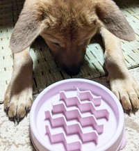 「このお皿、食べるのがメチャクチャ大変でした」とグッタリするパンジー