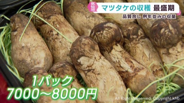 秋の味覚マツタケの収穫が最盛期 猛暑や少雨の影響なし 宮城・気仙沼市