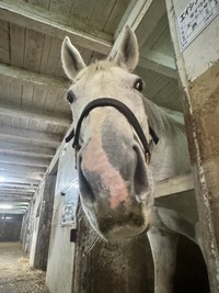 厩舎猫さんは従業員さんなんです！（タカヲさん提供）