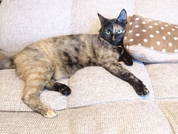 猫の「ニャー！」はワガママのはじまり？　どこまで聞いていい？