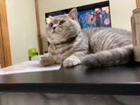 テレビばかり見ていちゃだめ！＝いわし先生（@IWASHI_0723）さん提供