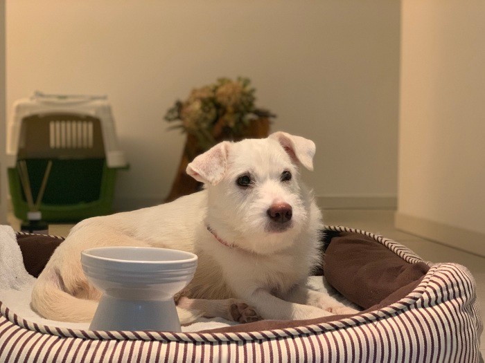 大人しくて、いつもここに座っていたニーナ