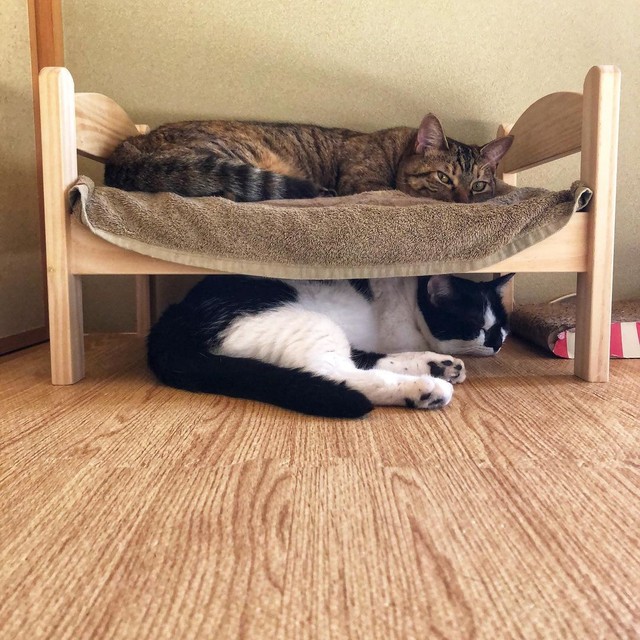 二段ベッドを仲良くシェア