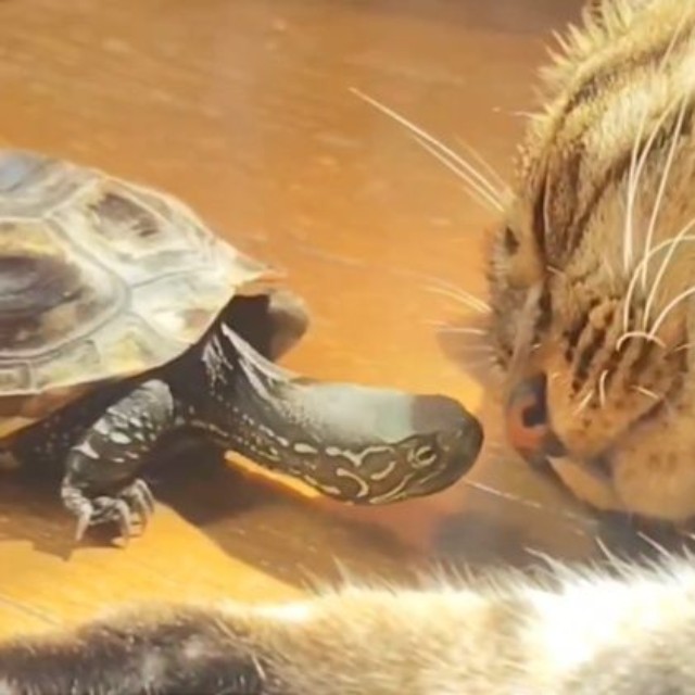 仲良しなのが伝わってきます（飼い主さん提供）