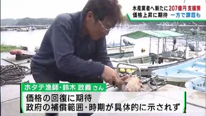 政府が水産業に２０７億円追加支援も宮城県のホタテ養殖業者は先行きに不安