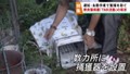 野良猫の保護活動