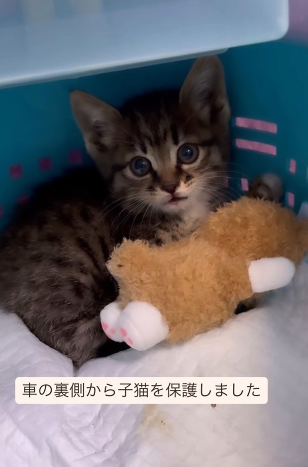 車の裏側から子猫を保護（「あくのあ」さん提供、Instagramよりキャプチャ撮影）