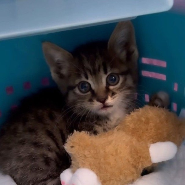車の裏側から子猫を保護（「あくのあ」さん提供、Instagramよりキャプチャ撮影）