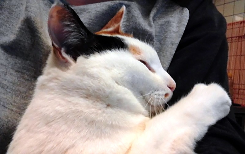 抱っこが大好きで、人の手や顔をペロペロ。「甘えん坊だから、真っ先に帰ってくると思ったのに…最後までねばったのがボビでした」