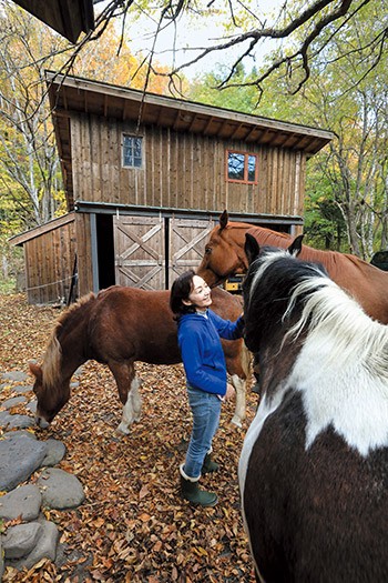 「馬は脅かさないよう暮らさないと寄ってきてくれない繊細な動物」と敬子さん。全部で５頭いるが、１頭は十勝に修行に出しており、現在４頭と暮らす。みな10年以上のつきあい