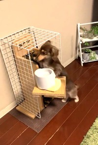 中に入ります（おとさん提供、Twitterよりキャプチャ撮影）