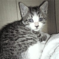 お父さんに保護されたばかりのニャン太くん。まだ目にキトンブルーが残っていました