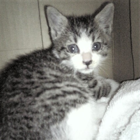 お父さんに保護されたばかりのニャン太くん。まだ目にキトンブルーが残っていました