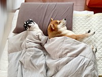 仲良く添い寝（左から）いくらちゃん、あずきちゃん（画像提供：林さん）