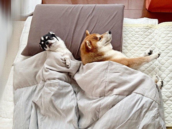 仲良く添い寝（左から）いくらちゃん、あずきちゃん（画像提供：林さん）