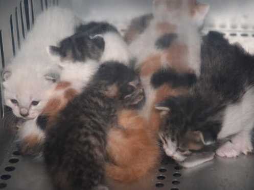 子猫の殺処分、歯止めを　広がる野良猫の避妊・去勢