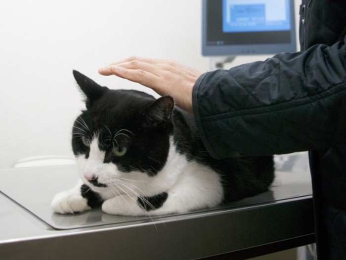 「診察台のヒンヤリ感は、夏場でもいまいちなんだな」（小林写函撮影）