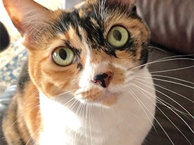 極度のビビリ、家族にはとっても甘えん坊　三毛猫の「くるみ」