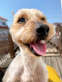 11歳を迎えたボーイくん。楽しそうな笑顔がキュート（画像提供：SHOKOさん）