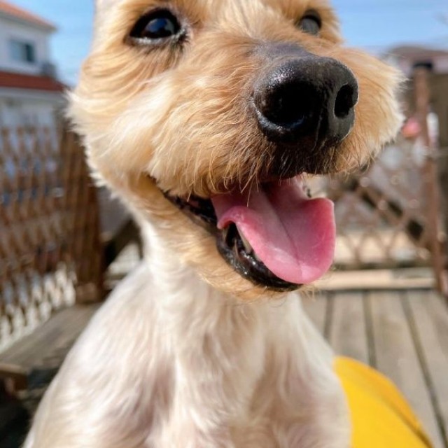 11歳を迎えたボーイくん。楽しそうな笑顔がキュート（画像提供：SHOKOさん）