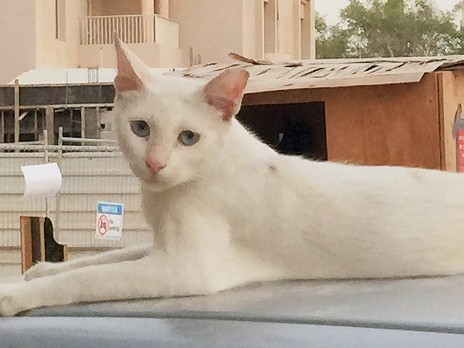 アラブの猫たちは暑さでやせる！　ダイエット不要