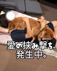 愛が止まらない…！まさに柴布団（提供：＠komameshibasさん）
