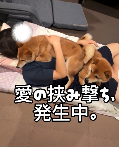 愛が止まらない…！まさに柴布団（提供：＠komameshibasさん）
