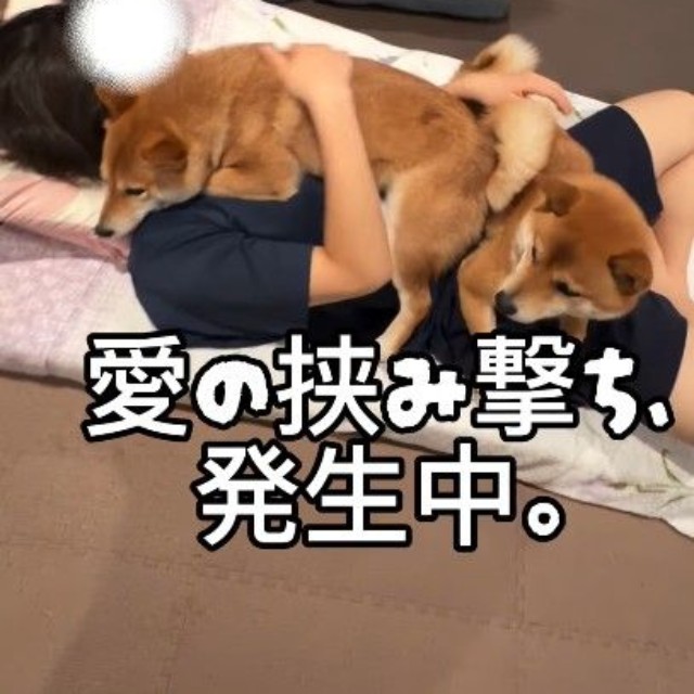 愛が止まらない…！まさに柴布団（提供：＠komameshibasさん）
