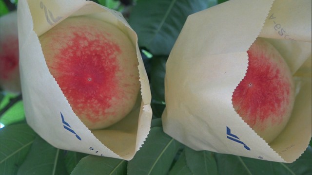 小ぶりで甘い桃　温室栽培で大切に育てた「はなよめ」の出荷始まる　岡山・勝央町
