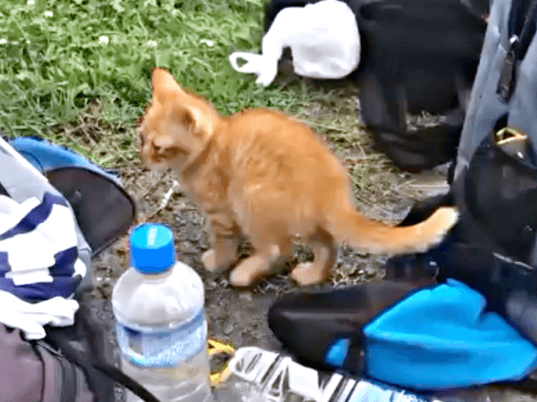 川辺で息子さんのそばにやって来たポーチくん（画像提供：たいしおさん）