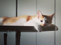 子猫時代、おうちに慣れてきたノイくん（画像提供：ノイさん）