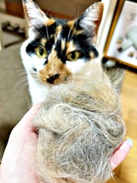 すみれちゃんの抜け毛、これだけ取れました！ 次に取れた量は…（画像提供：みかん（猫のすみれ&レオリン）さん）