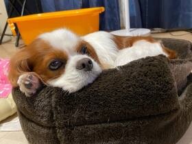 きょうだいは猫２匹　散歩してご飯もたべて満たされまったり中のキャバリア「マルコ」