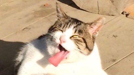 この噂は本当でした！ぜひ、猫ちゃんの画像を投稿してみて