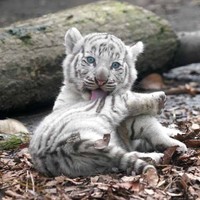 写真集「とらのこ」（辰巳出版）より＝写真・RIKU