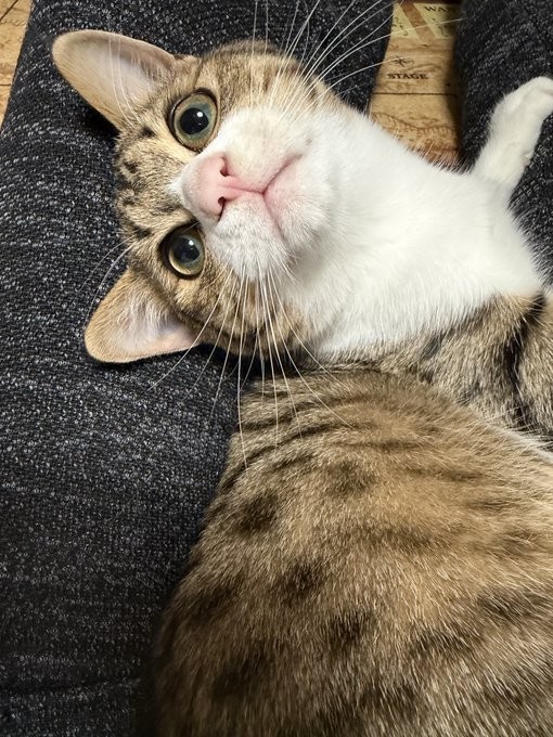 まん丸な瞳で飼い主さんを見つめるラオくん