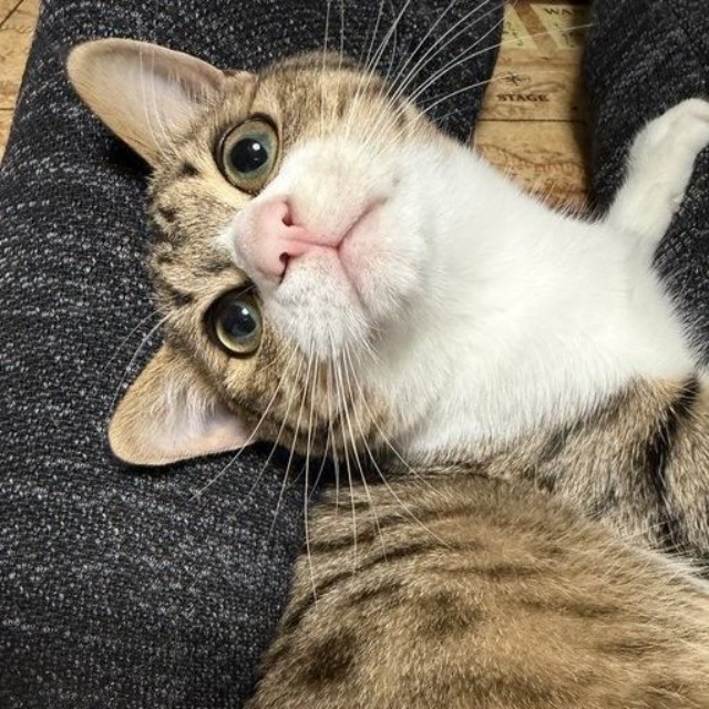 まん丸な瞳で飼い主さんを見つめるラオくん