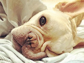 すやすやモフモフの口もと　フレンチブルドッグの「ゴロ」