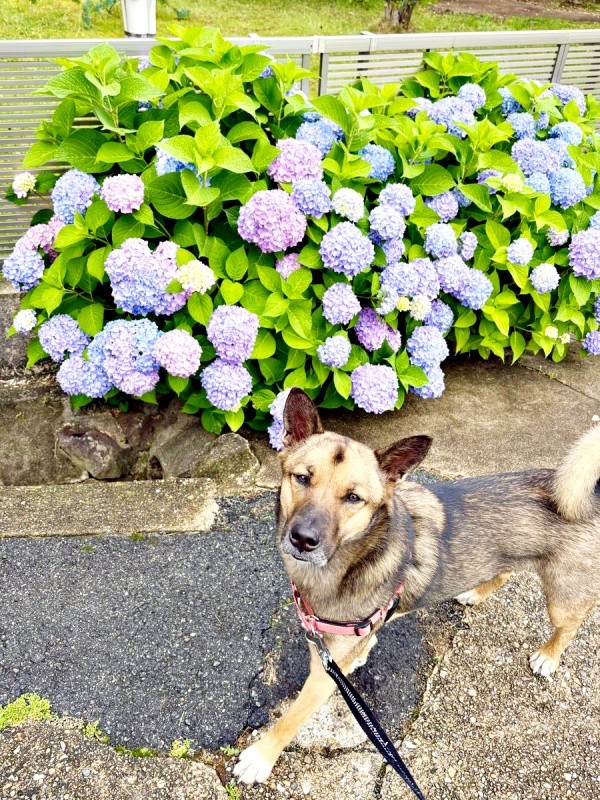 2025年6月1日、1歳8カ月になったばつ丸くん（画像提供：あやさん）